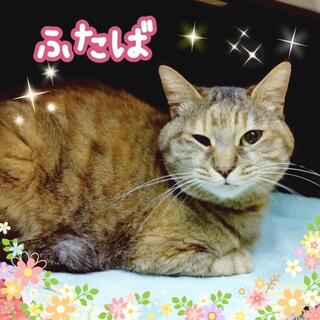 保護猫の写真