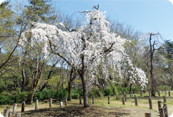 じゅんさい池公園